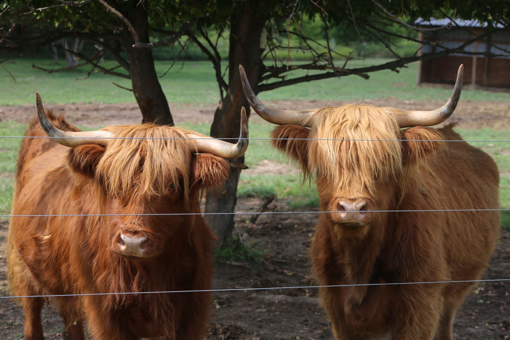 Pleasant Pasture 4